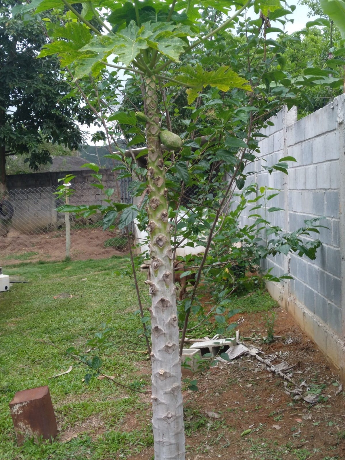 Bela chácara em Caçapava imagem 18